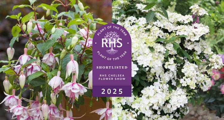 Blue Diamond Celebrate Two Shortlisted Plants for RHS Chelsea Plant of the Year 2025