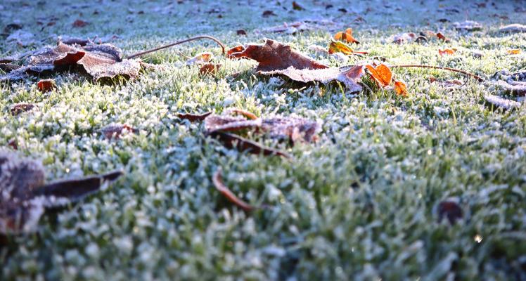 January Gardening Hints and Tips