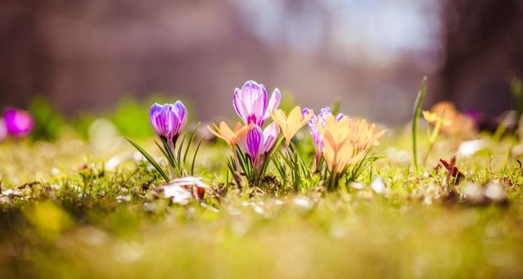 March Gardening Hints & Tips