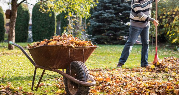 November Gardening Hints & Tips