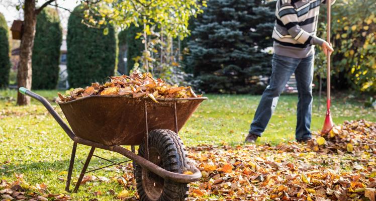 November Gardening Hints and Tips