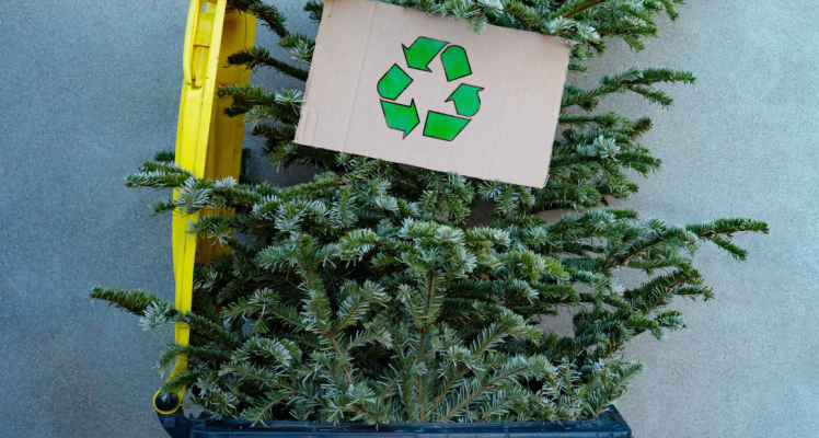 Recycling your real Christmas tree