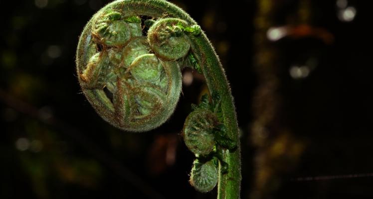 The Dicksonia Antarctica Tree Fern