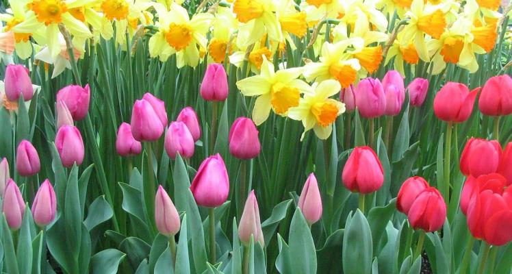 Spring Flowering Bulbs now in stock