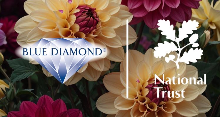 Discover the National Trust Summer Flowering Bulb Collection!