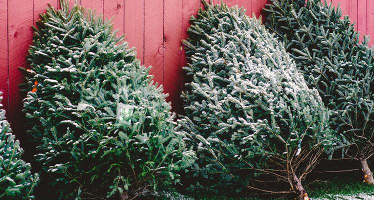 Win one of 50 Christmas trees!