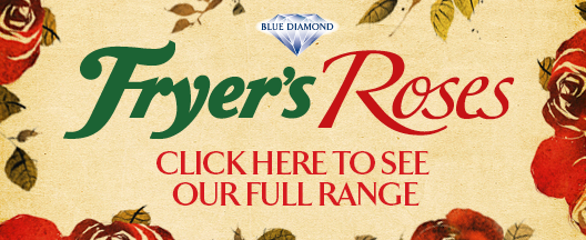 Fryers Roses E-Commerce Website