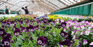 Contact Blue Diamond Garden Centre Uk Guernsey Jersey