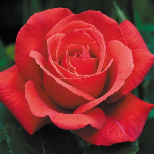 Complete Rose Care Guide 