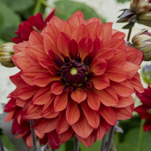 Dahlia