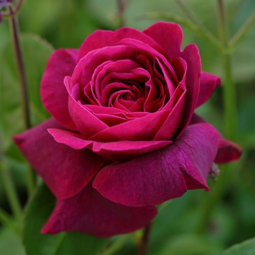 Rosa 'Vianne's Chocolat'