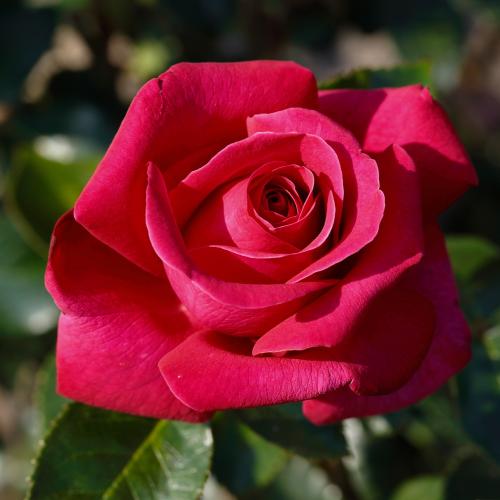 Rosa 'Love Remembered'