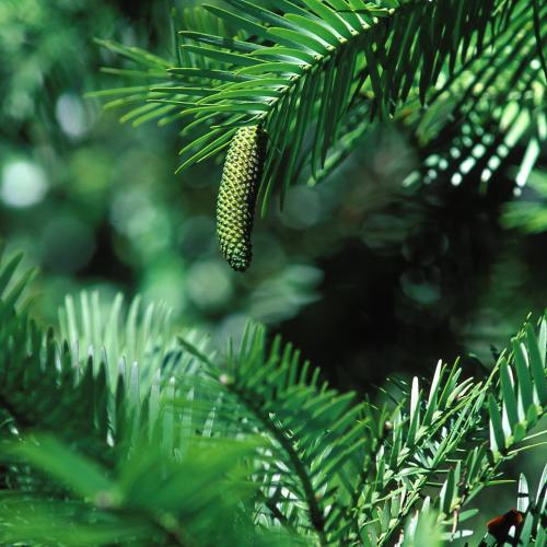 Wollemi Pine