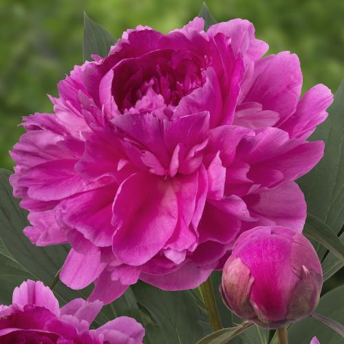 Peonies