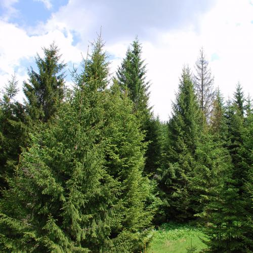 Norway Spruce