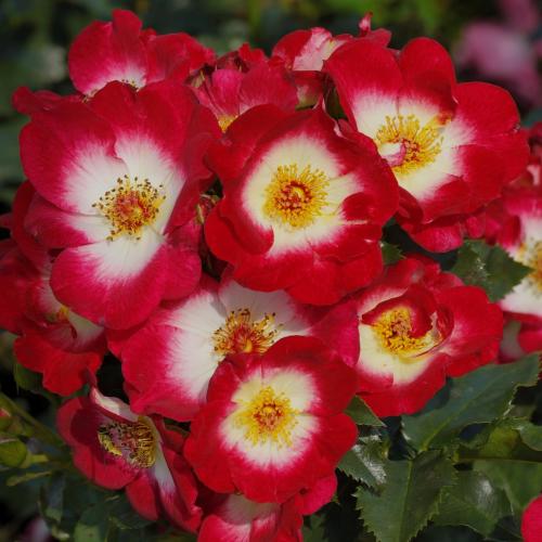 Rosa 'Stronger Together'