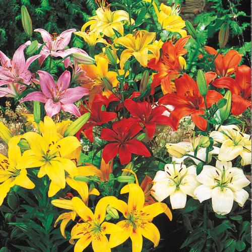 Plants at Melbicks