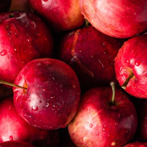 Things to do in the garden this month