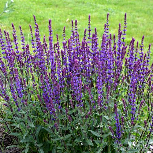 Salvia