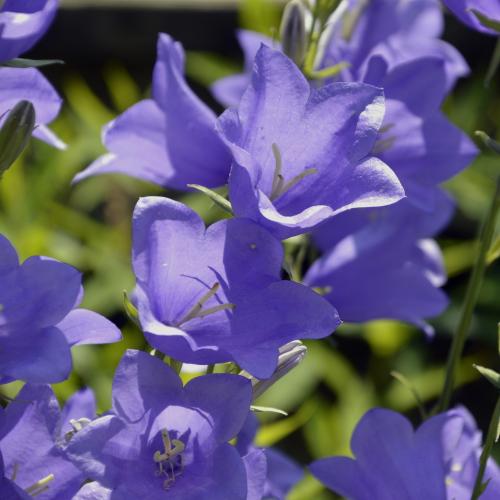 Campanula