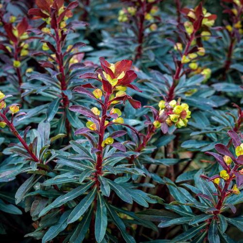 Cottage Garden Plants