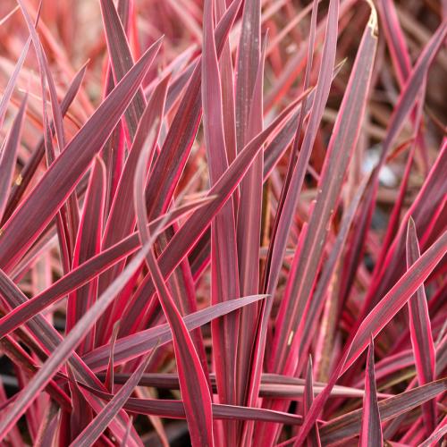Architectural Plants