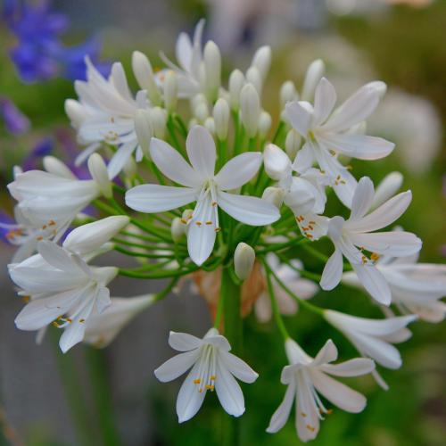 Agapanthus