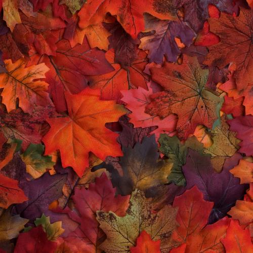 What vegetables to plant in October