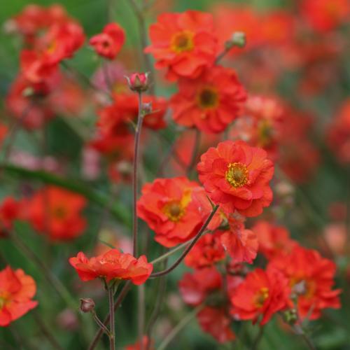 Geum