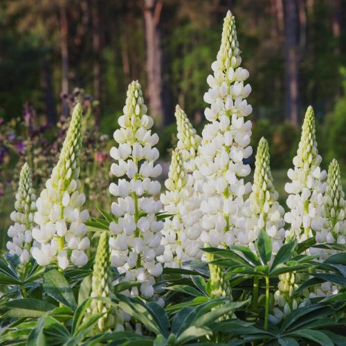 Lupin