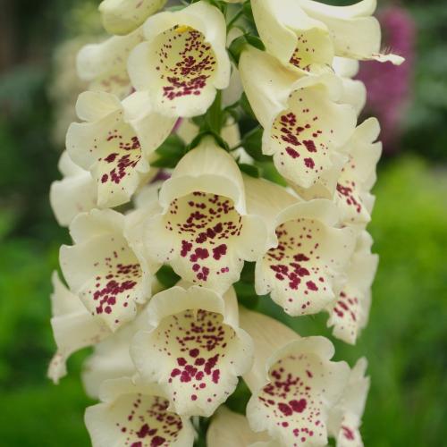 Digitalis