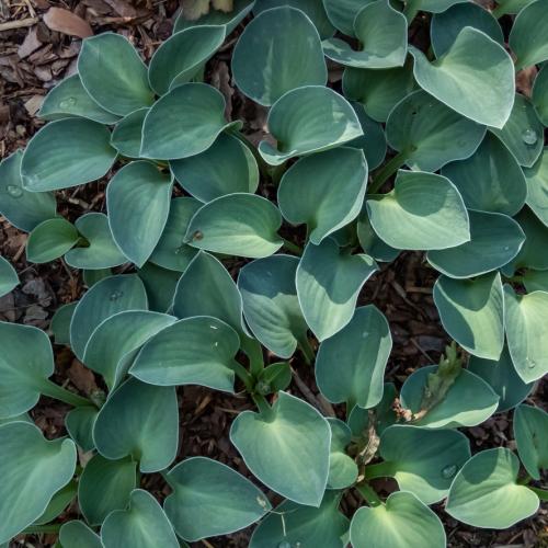 Plants for Dappled Shade