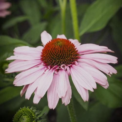 Echinacea