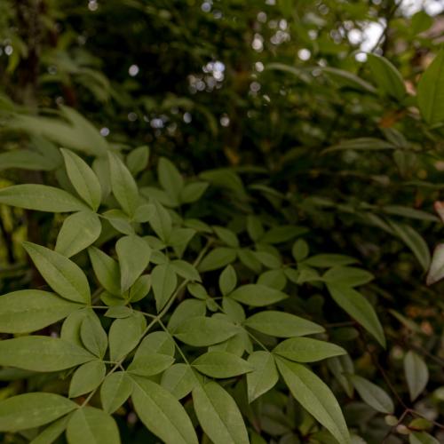 Immersive Garden Plant List