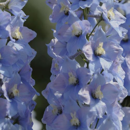 Delphinium