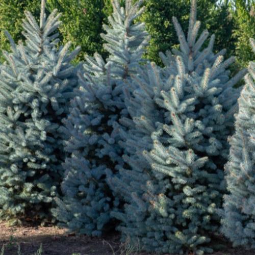 Blue Spruce