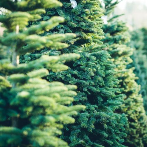 Noble Fir