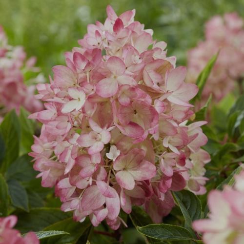 Hydrangea, Groundbreaker® Blush™ 