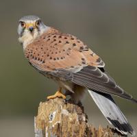 Kestrel